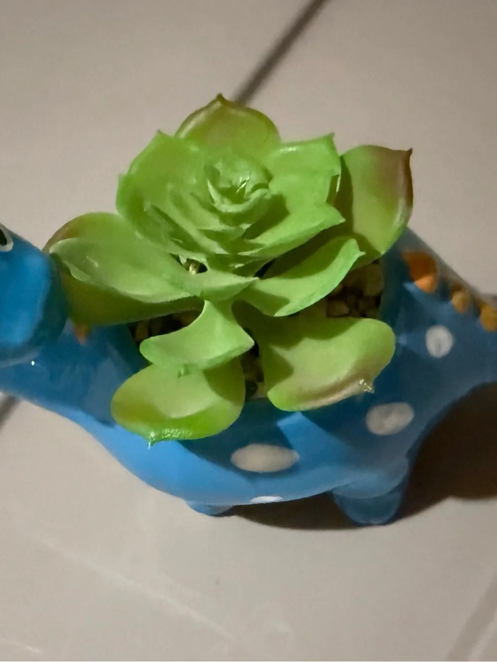 Blue Polka Dot Ceramic Dinosaur Planter with Green Succulent